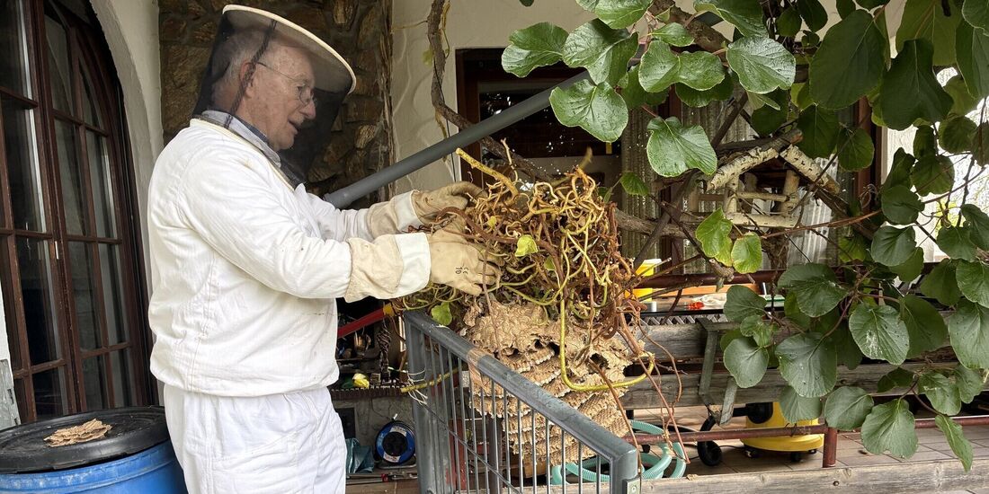 Wolfgang Gross sucht das Nest nach Königinnen ab.