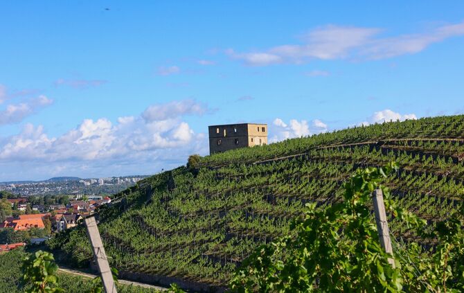 Weinberge um die Yburg in Stetten: Hier sieht alles noch prima aus - das ist aber längst nicht mehr überall so (Archivfoto).