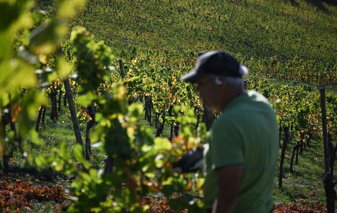 Weinbergarbeiten im Herbst