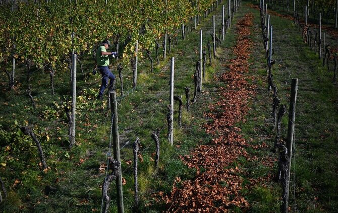 Weinbergarbeiten im Herbst