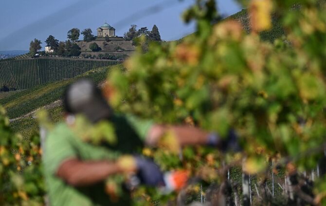 Weinbergarbeiten im Herbst