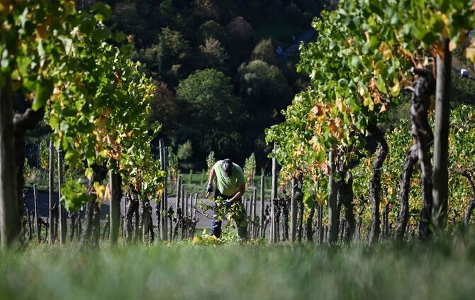 Weinbergarbeiten im Herbst