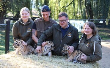 Tigerdrillinge im Tierpark Ströhen