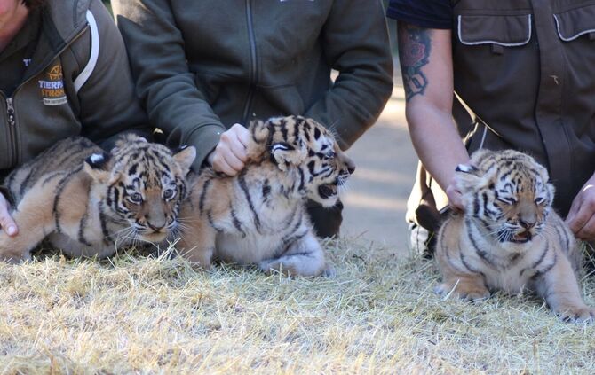 Tigerdrillinge im Tierpark Ströhen