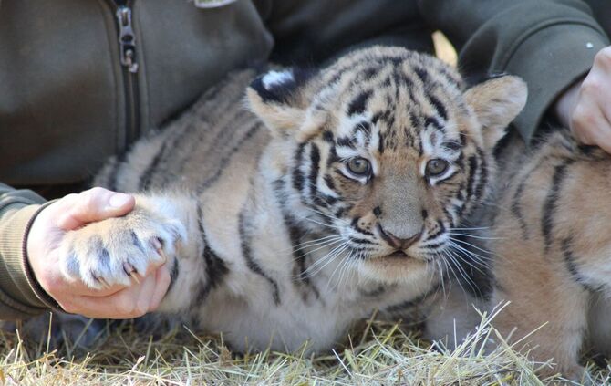 Tigerdrillinge im Tierpark Ströhen