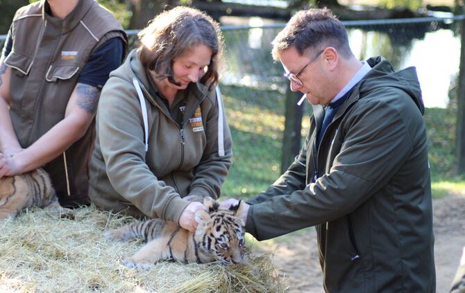 Tigerdrillinge im Tierpark Ströhen
