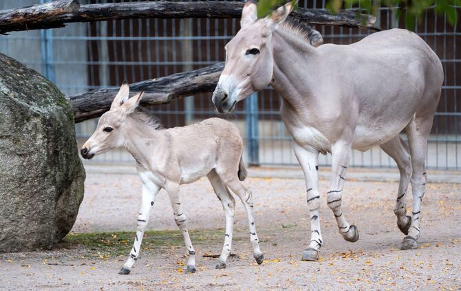 Shakira lebt gemeinsam mit seiner Mutter und drei weiteren Wildesel-Stuten.