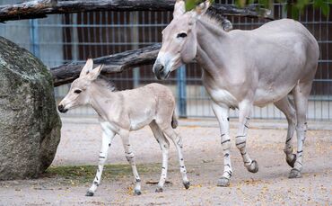Shakira lebt gemeinsam mit seiner Mutter und drei weiteren Wildesel-Stuten.
