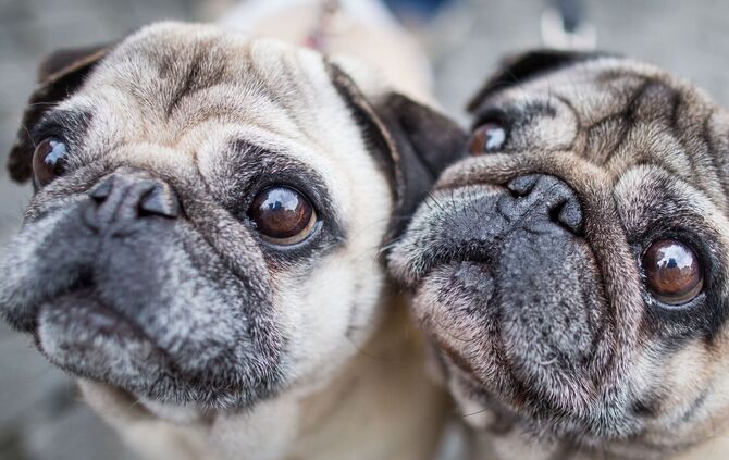 Möpse sind bei Hundehaltern beliebt, leiden aber durch ihre Optik. (Symbolbild)
