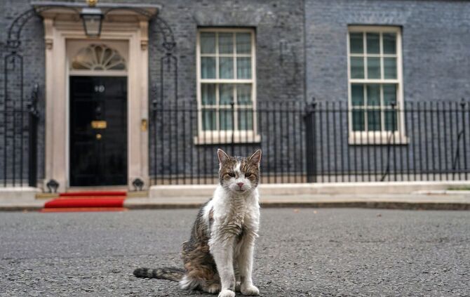 Kater Larry