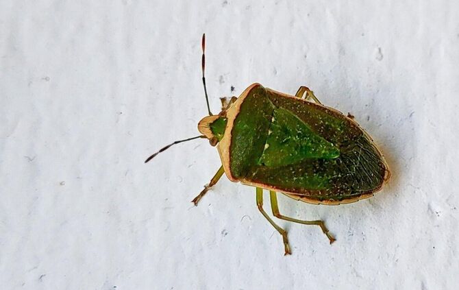 Grüne Stinkwanze an der Wand in der Nähe eines Fensters.