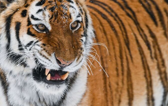 Amur-Tiger