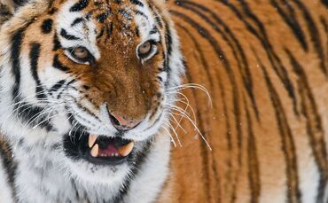 Amur-Tiger