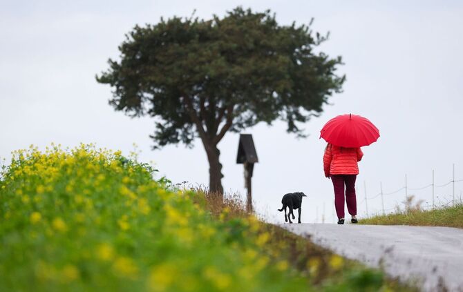 Frau geht im Regen mit ihrem Hund spazieren