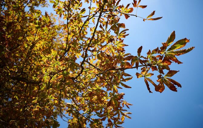 Herbst