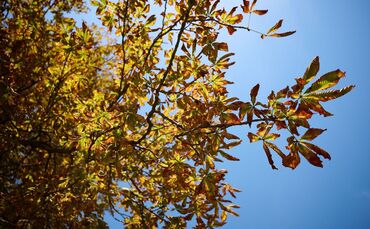 Herbst