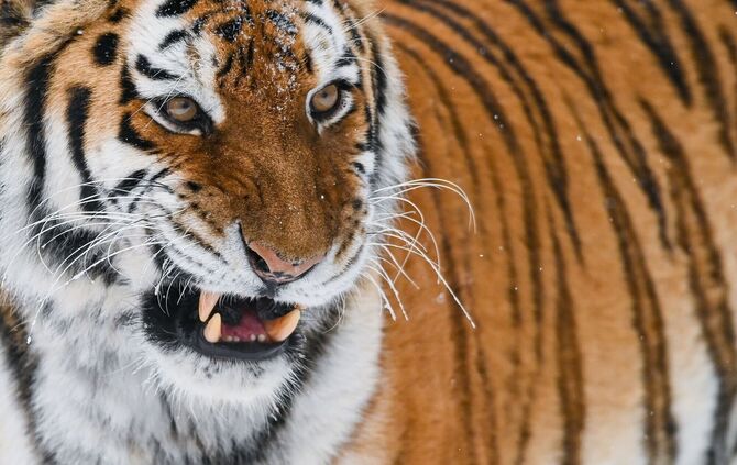 Der sibirische Tiger oder Amur-Tiger ist die größte Raubkatze der Welt. In einem Zoo in England wurde ein Mann von einem der Tie