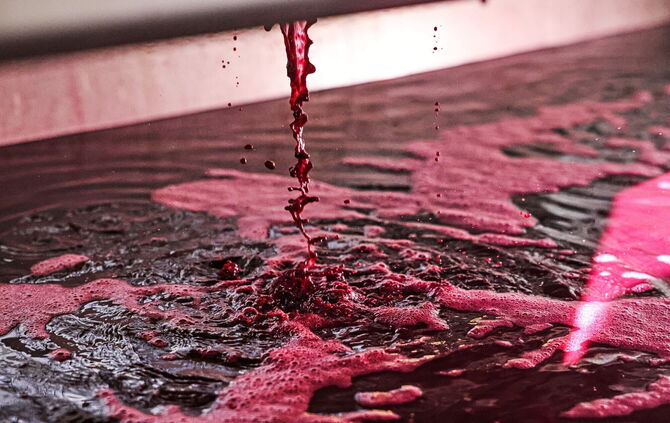 2026 brachte trotz extremer Trockenheit kerngesunde, kleine Beeren hervor. Ideal für richtig schweren Rotwein.
