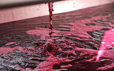 2026 brachte trotz extremer Trockenheit kerngesunde, kleine Beeren hervor. Ideal für richtig schweren Rotwein.