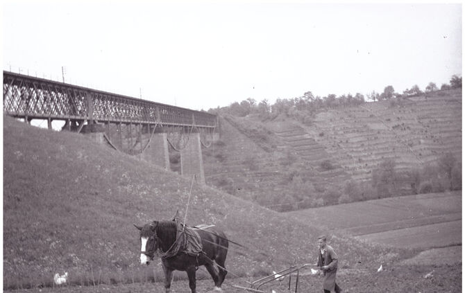 In den dreißiger oder vierziger Jahren: Feldarbeit bei Kleinhegnach am Fuß des Remstal-Viadukts Neustadt.