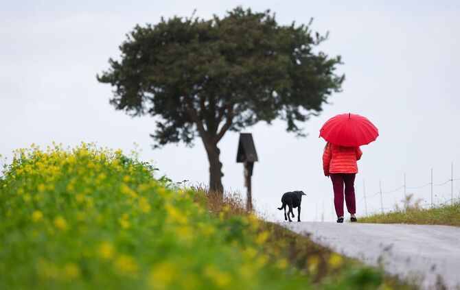 Frau geht im Regen mit ihrem Hund spazieren