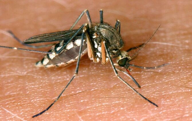 In Stuttgart und Karlsruhe wurden zwei lokal erworbene Infektionen mit dem West-Nil-Virus gemeldet. (Symbolbild)