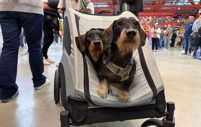 Hundemesse «DogWorld» mit Dackelrennen