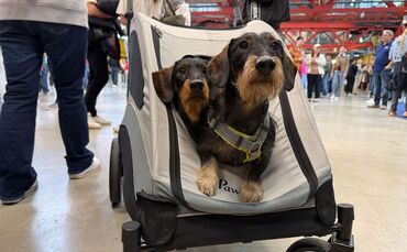 Hundemesse «DogWorld» mit Dackelrennen