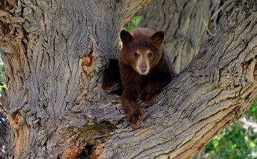 Ein junger Schwarzbär 