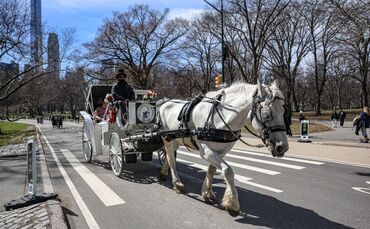 Aus für die Pferdekutschen im New Yorker Central Park