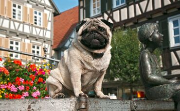 Zum Wonnetag-Motto 2017 ("Mopsfidel") wurde ein Mops auf den Rand des Marktbrunnens gehoben. Winnenden hebt nun ab 2027 die Hund