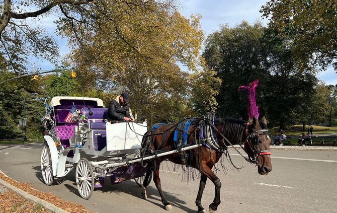 Kutsche im Central Park