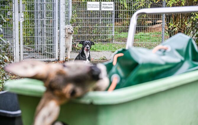Unfallwild als Futter im Tierheim