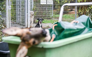 Unfallwild als Futter im Tierheim