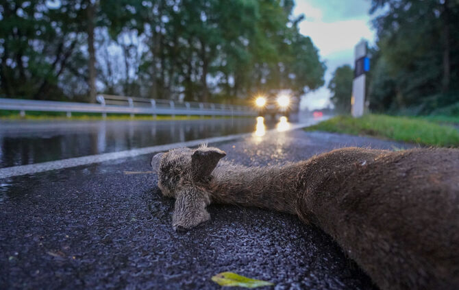 Wildunfälle nehmen in der dunklen Jahreszeit vermehrt zu. Doch wer kommt eigentlich für den Schaden auf?