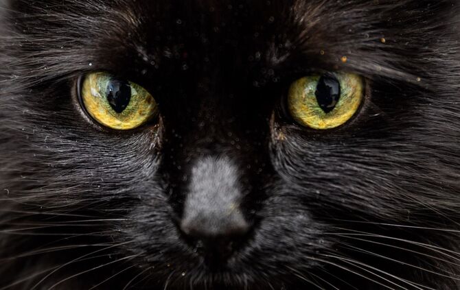 Ein schwarzer Kater wurde erhängt aufgefunden. (Archivbild)