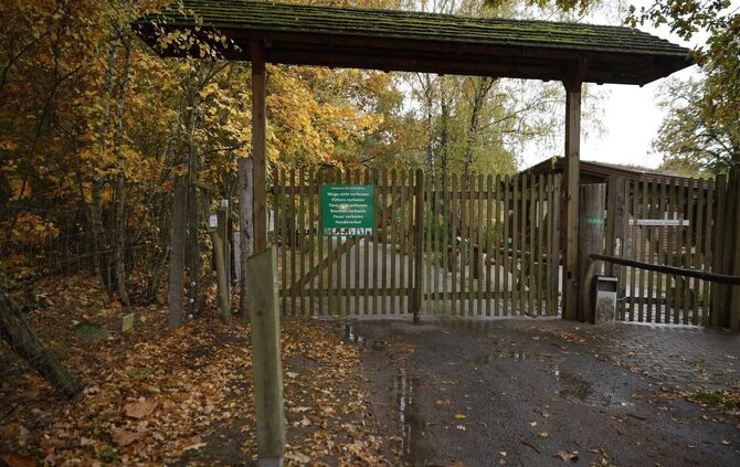 Wolf soll Kind im Wildpark Johannismühle angegriffen haben