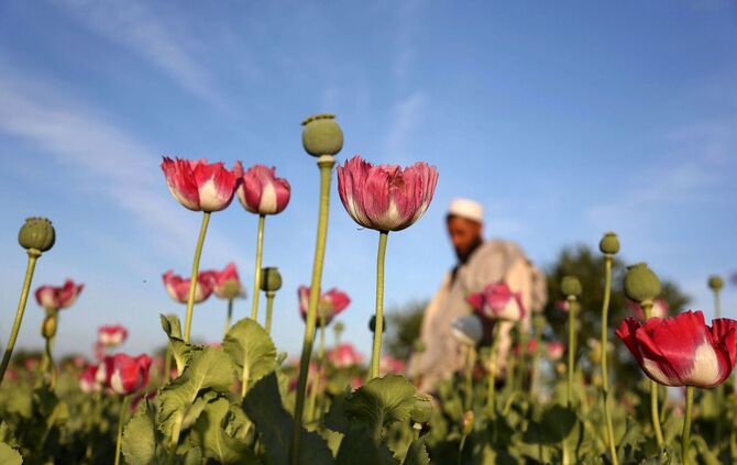 Opiumanbau in Afghanistan