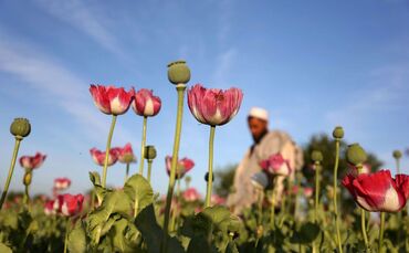 Opiumanbau in Afghanistan