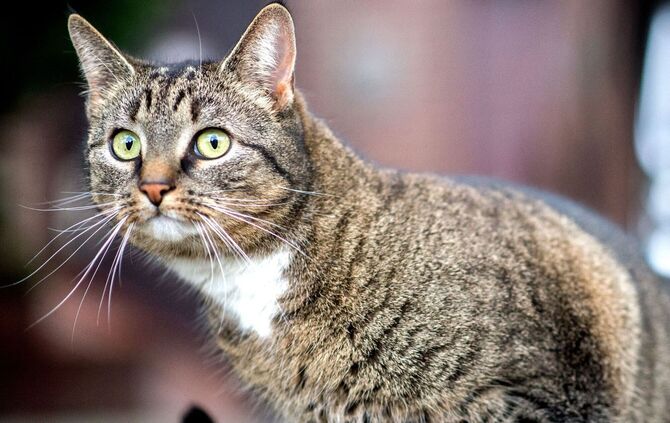 Hauskatze