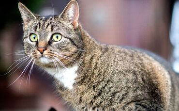 Hauskatze