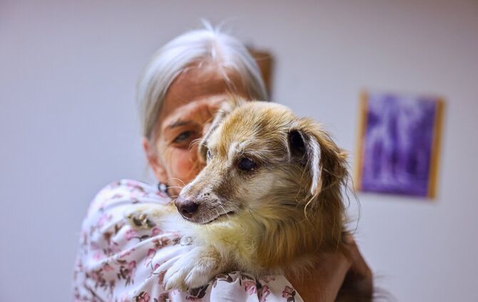Burschi, der Hund von Ute Sammet, wurde an einem Touri-Hotspot in Rumänien von frei laufenden Hunden attackiert und schwer verwu