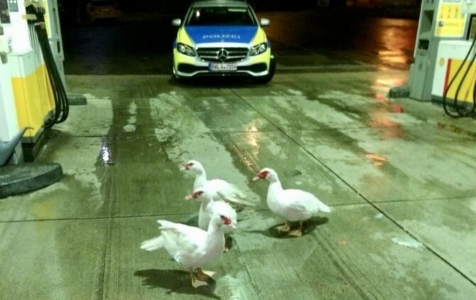 Enten suchen Schutz bei Tankstelle_0