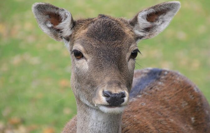 Reh Wild Symbol Symbolbild Wildunfall