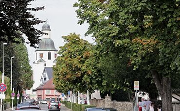 Bäume haben Sonnenbrand_0