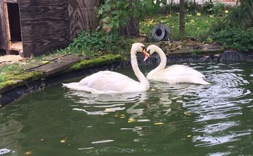 Schwan Plüderhausen Sieglinde Gustav_0