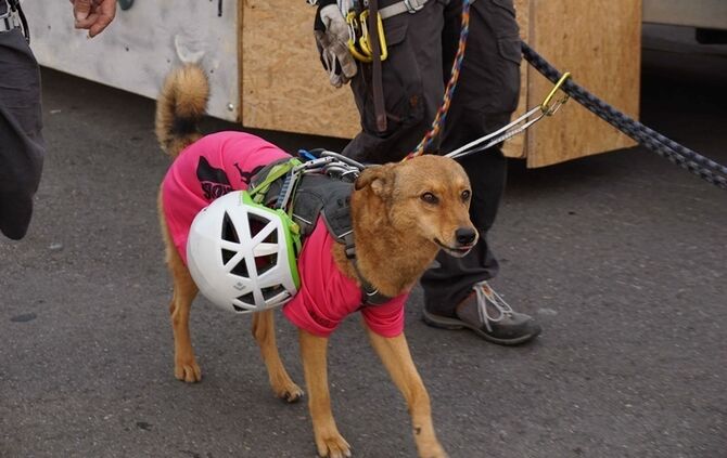 Festumzug Fellbacher Herbst - Bild 52_51