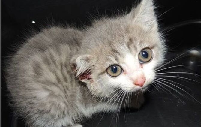 Katzenbaby_schwer_misshandelt_0