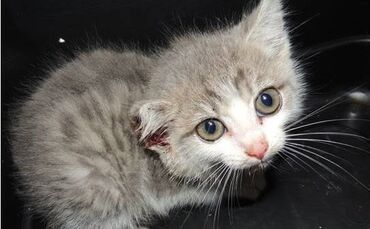 Katzenbaby_schwer_misshandelt_0