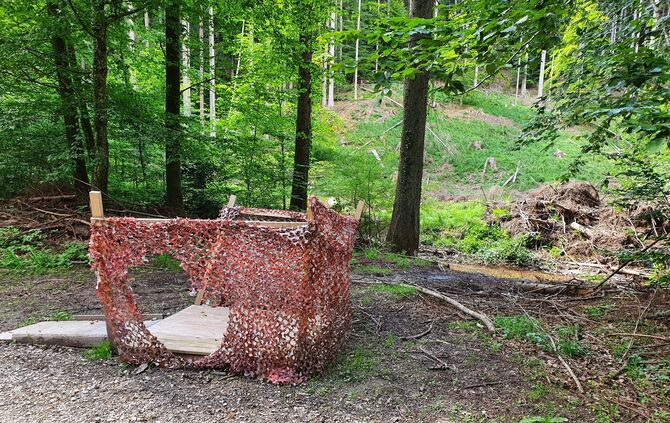 Wespennest im Boden Wespen